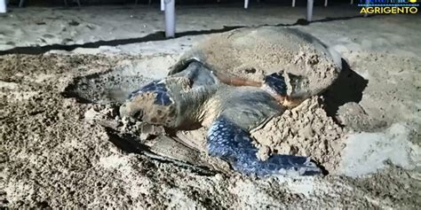 Realmonte Caretta Caretta Depone Le Uova Vicino Alla Scala Dei Turchi