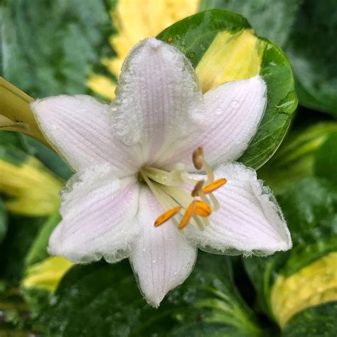 Plantain Lily Flower Closeup Photograph by Jori Reijonen - Fine Art America