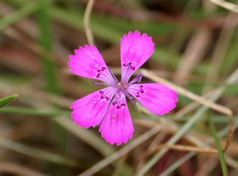 Heide Nelke Heide Nelke Dianthus Deltoides C Birgit Em