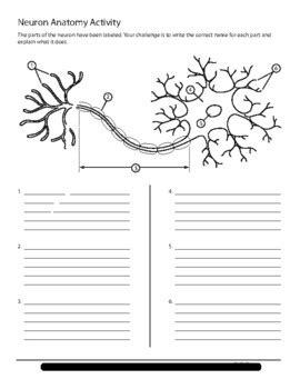 Neuron Activity (Label/Explain) Student Worksheet by Jen's Brainstorms