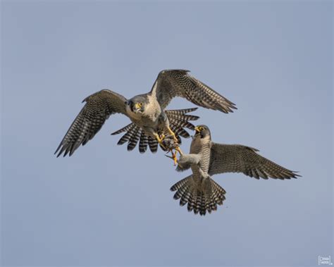 Falcons and Caracaras (Order Falconiformes) · iNaturalist