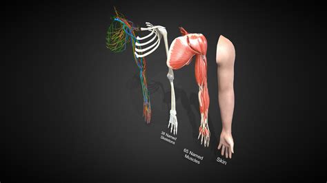 Complete Human Arm Anatomy Buy Royalty Free 3d Model By 3d4sci A6ac75c Sketchfab Store