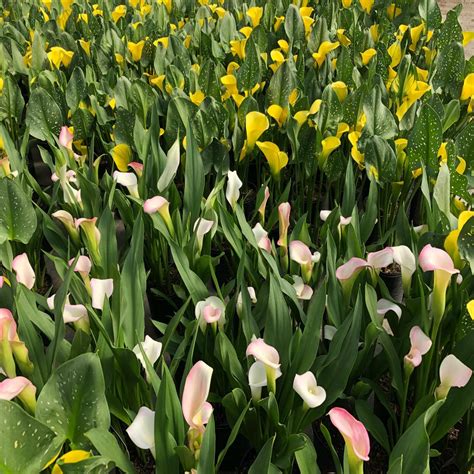 180mm Calla Lily Zantedeschia Hybrid Bunnings Australia