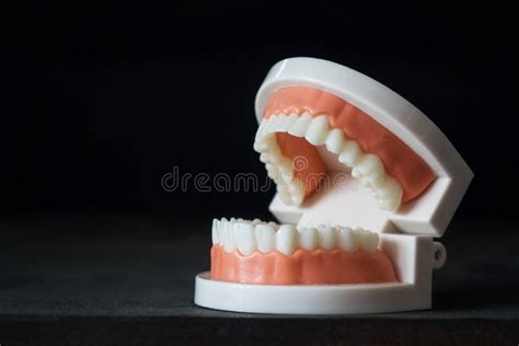 Modelo De Anatomía De Dientes Para El Concepto De Cuidado Dental Foto