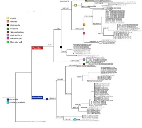 Repr Sentation Phylog N Tique Des Homoscleromorpha Sp Cimens