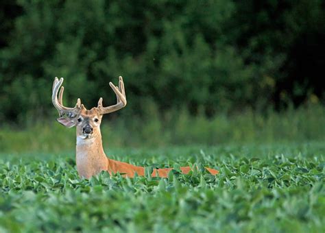 Warm Season Food Plot Options Mossy Oak Gamekeeper