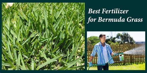 Top 17 Best Fertilizer for Bermuda Grass