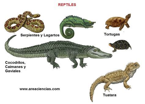 Fotos De Reptiles - SEONegativo.com