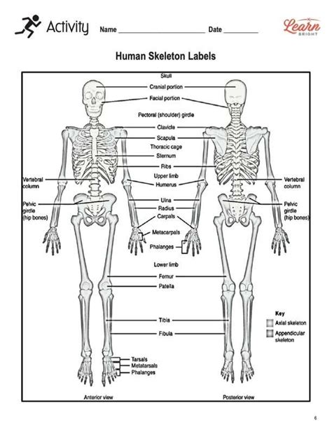 Axial Skeleton Labeling