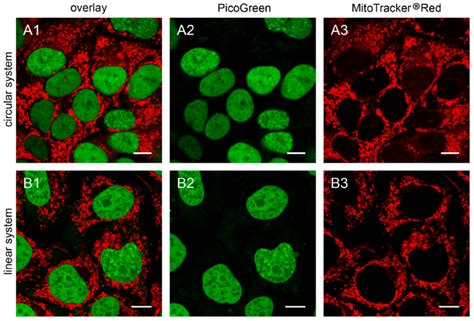 The B Tk K Cells Transfected With Depletion Systems The