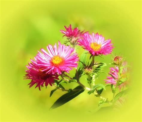 Daisy Pink Asters Photograph By Mtbobbins Photography Fine Art America