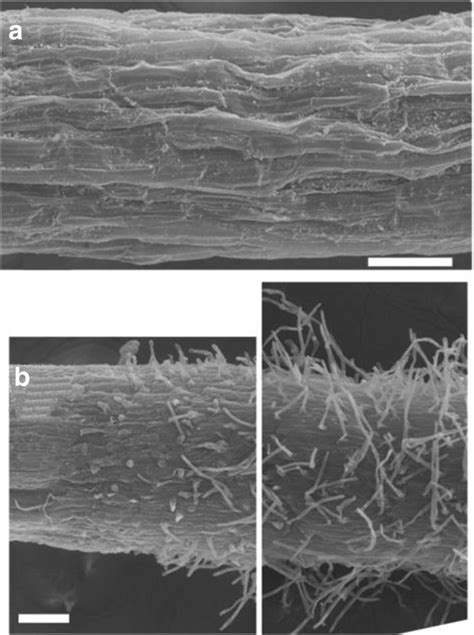 Sem Images Of M Tomatoes Root Surface A Surface Of A Root Grown From