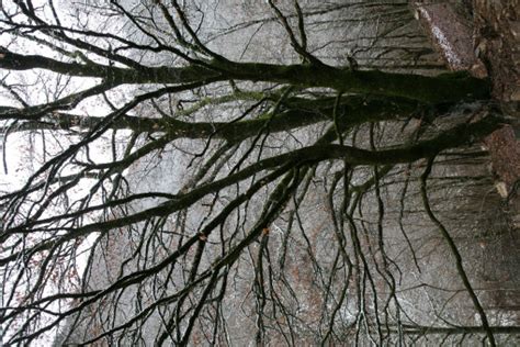 Images Gratuites arbre forêt région sauvage branche neige hiver