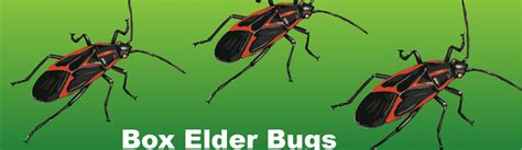 Box Elder Bugs Extermination in Staten Island | Annihilator Ex-Terminators