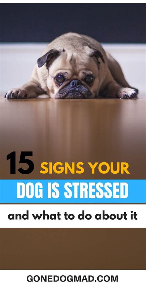 15 Signs Your Dog Is Stressed And What To Do About It Artofit