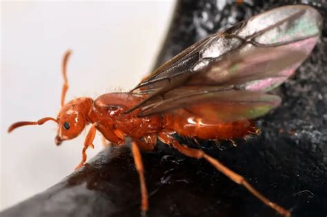 16 Types of Tiny Red Ants (Pictures and Identification)