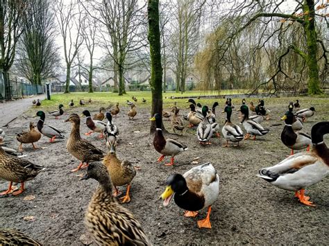 Group Of Ducks In The Park Image Free Stock Photo Public Domain