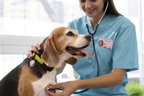 C Mo Encontrar Un Buen Veterinario Para Mi Perro Hogar Mascota