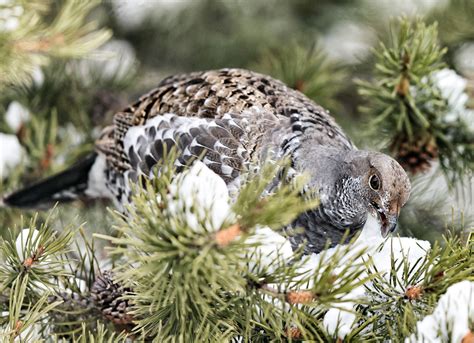 Dusky Grouse | Audubon Field Guide