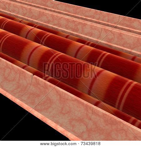 Muscle Cells Image & Photo (Free Trial) | Bigstock