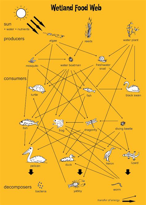 Wetlandfoodweb 650×910 Pixels Food Web Wetlands Activities