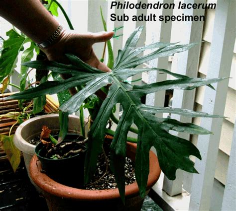 Philodendron Lacerum Philodendron Lacerum Jacq Schott Exotic