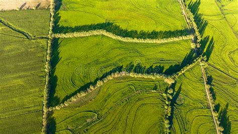 Aerial View of Green Rice Field. Drone Shot Frome Above Stock Image ...