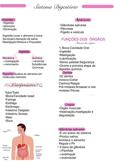 Anatomia Resumos Study En Sistema Digestivo Humano Libros De