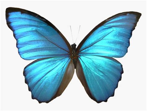 Blue Butterfly Transparent - Blue Morpho Butterfly Clip Art, HD Png ...