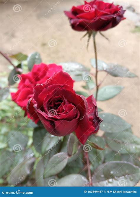 Red Ros Flowers Gardener Srilanka Stock Image - Image of gardener ...