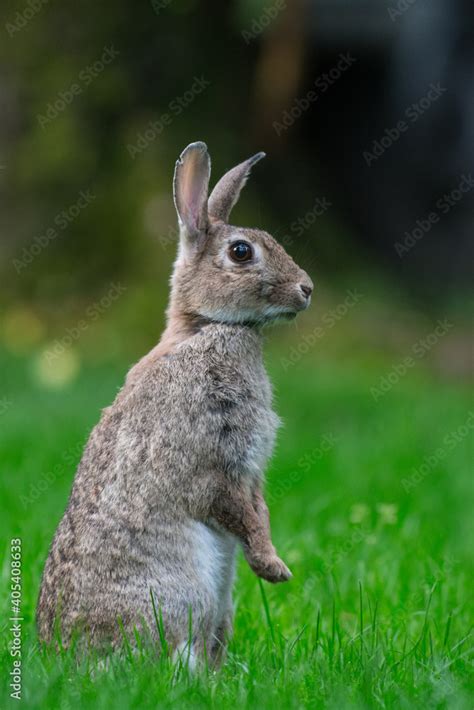 Europees Konijn, European Rabbit, Oryctolagus cuniculus Stock-Foto ...