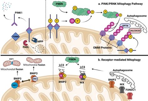 Figure From The Role Of Mitophagy In Skeletal Muscle Damage And