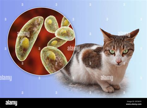 Parasitic Protozoans Toxoplasma Gondii The Causative Agent Of Toxoplasmosis In Tachyzoite