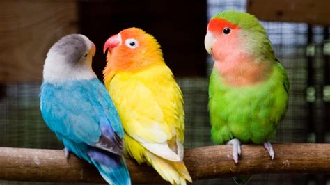 Multicolor birds animals love bird wallpaper | (123283)