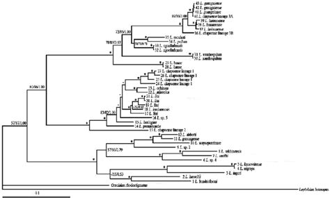 Maximum Parsimony Mp Tree Maximum Likelihood Ml Tree And Bayesian Download Scientific