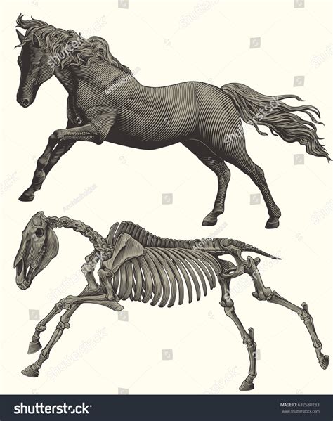 Horse Skeleton Design Set Hand Drawn Stock Vector (Royalty Free ...