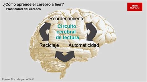 C Mo Aprende El Cerebro A Leer Mi Profesor De Fisiclick