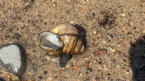 Banded Mystery Snail From Cobblestone Lake Park Apple Valley MN US