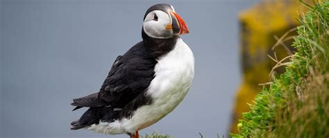 Download wallpaper 2560x1080 common puffin, bird, beak, wildlife dual ...