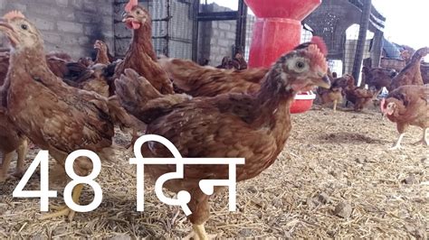 Desi Poultry Farmdesi Murgi Farm