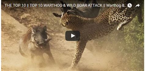 THE TOP 10 || TOP 10 WARTHOG & WILD BOAR ATTACK || Warthog & Wild Boar ...