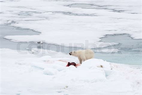 Polar bear eating seal on pack ice | Stock image | Colourbox