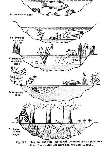 Nov 2 Pond Ecological Succession Quizizz