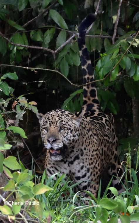 Come To Quintana Roo And Venture Into Jaguar Territory The Yucatan Times