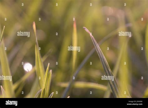 Blades Of Grass Macro Photography Close Up Stock Photo Alamy