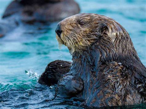 Sea Otter Awareness Week | Defenders of Wildlife