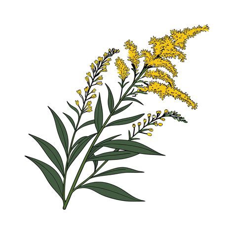 Stunning Goldenrod Floral Art on Bright White 57811101 Vector Art at