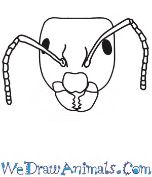 How to Draw an Ant Head