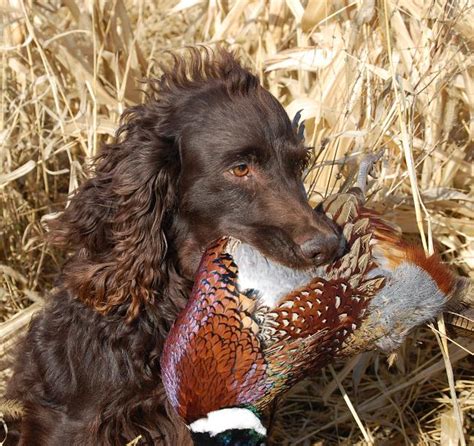 | Boykin Spaniel Puppies