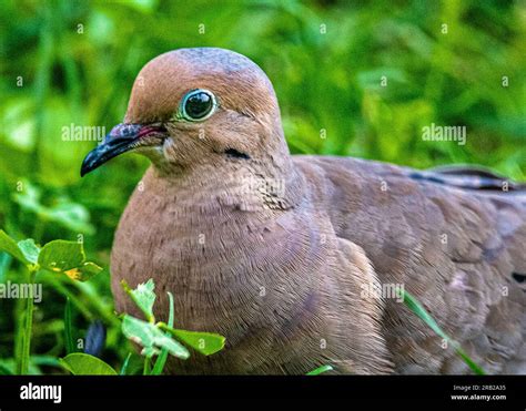 Mourning Dove Zenaida Macroura A Graceful Dove That Lives Throughout